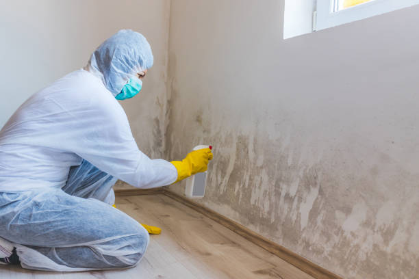 Licensed Mold Testing service in Lowell, OR - WQB Mold Removal